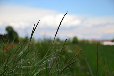 Close-up of fresh grass in field against sky