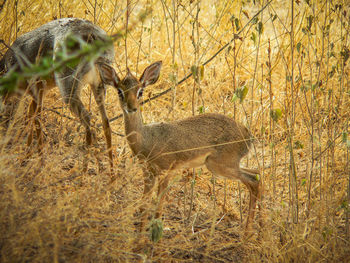 Giraffe on field