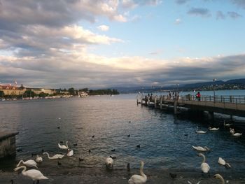 Swans swimming in lake against sky