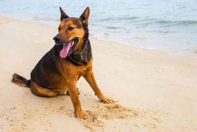 Portrait of a dog on the beach