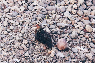 High angle view of rooster perching on pebbles