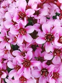 Full frame shot of pink flowers