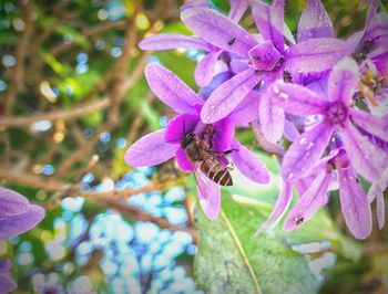 Close-up of bee on purple flower