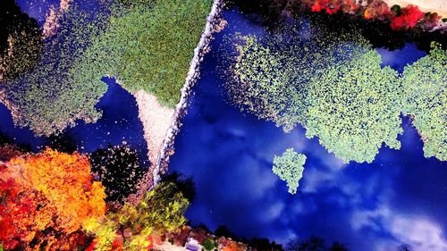 Close-up of tree against blue water