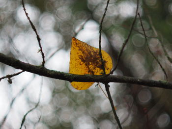 Close-up of yellow maple leaves on branch