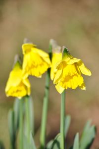 Close-up of yellow daffodil
