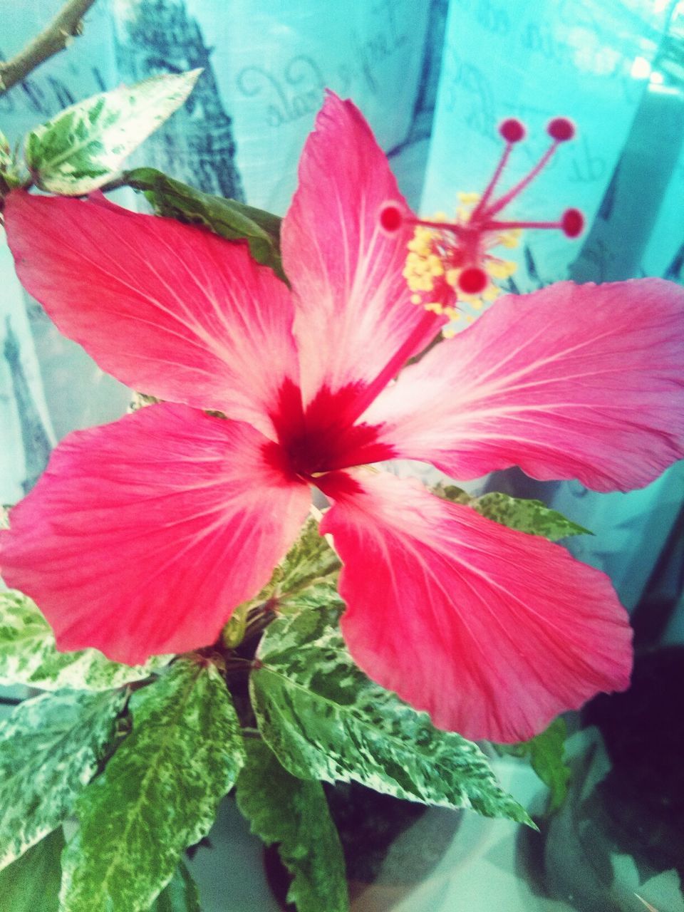 flower, petal, freshness, flower head, fragility, growth, beauty in nature, red, plant, leaf, blooming, close-up, nature, stamen, pollen, hibiscus, single flower, in bloom, focus on foreground, pink color
