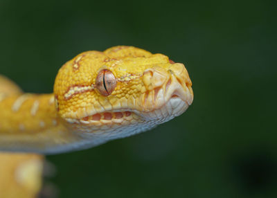 Close-up of snake