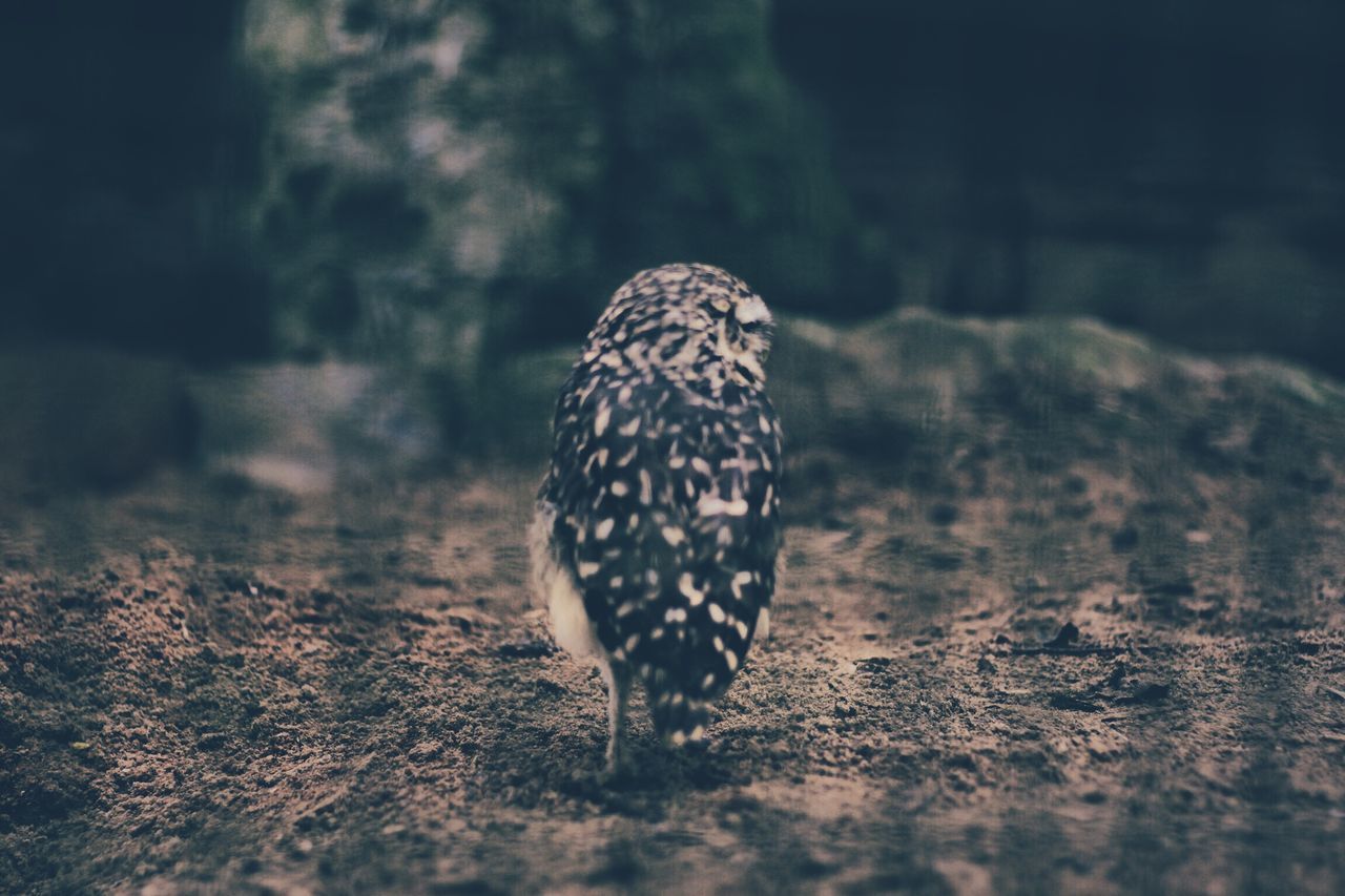 CLOSE-UP OF BIRD ON FIELD