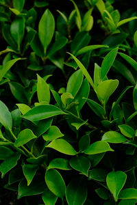 Background nature banyan tree bush, the tree decorate in the garden.