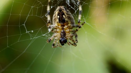 Close-up of spider on web