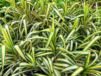 Full frame shot of fresh green leaves