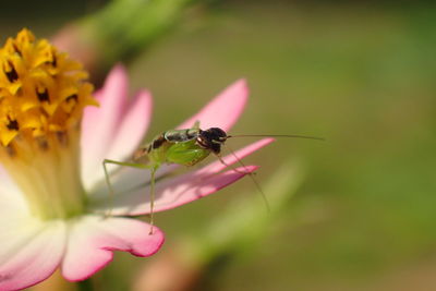 Close-up of insect on pink flower