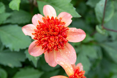 Close-up of red flower