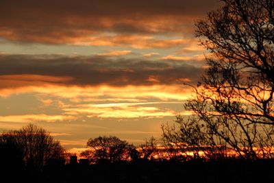 Silhouette of trees at sunset