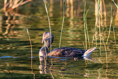 Birds swimming in lake