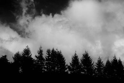Low angle view of pine trees against sky