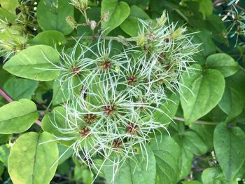 Close-up of cactus plant