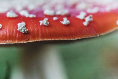 Close-up of object on table