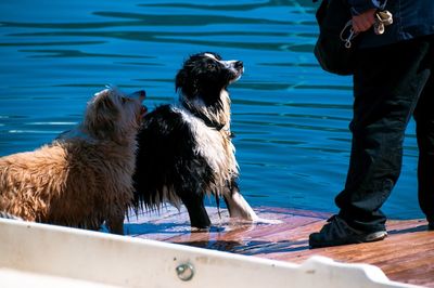 Low section of person with dog standing in water