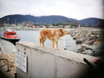 View of dog standing on shore against sky