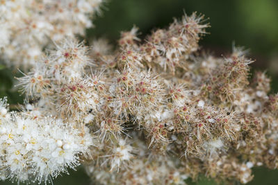 Close-up of cactus plant