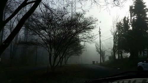 Road along bare trees