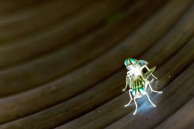 Close-up of insect on wood