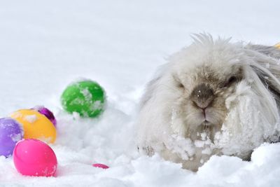 Close-up of a snow