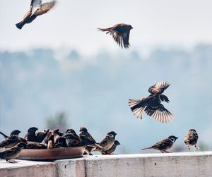 Low angle view of sparrows flying