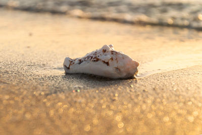 Close-up of a shell on the beach