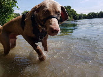 Portrait of dog standing in water