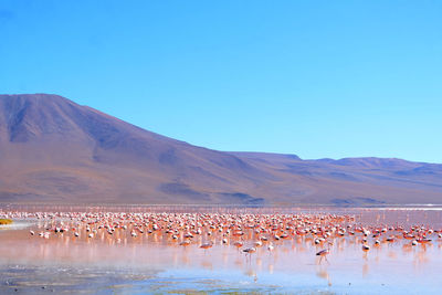 Flock of birds in lake against clear blue sky