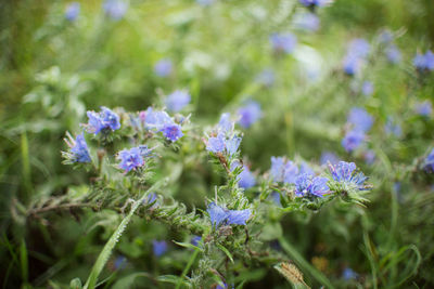 Close-up of purple flowering plants on field