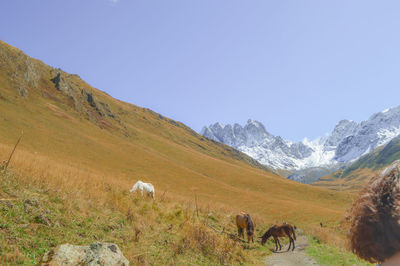 Horses grazing on field against clear sky