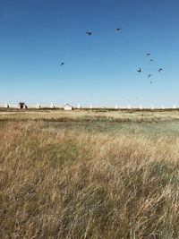 Birds flying over field against sky