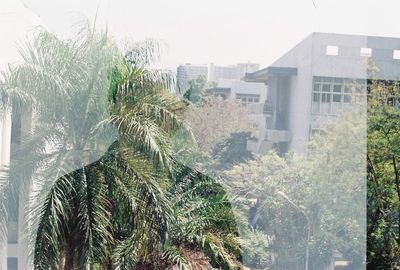 Plants growing in city against sky