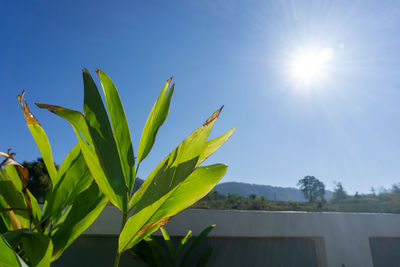 Close-up of plant against blue sky on sunny day