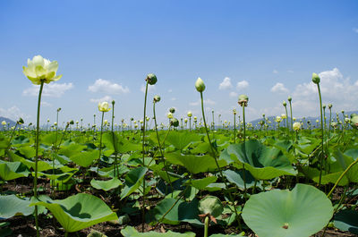 Yellow flowers blooming in field