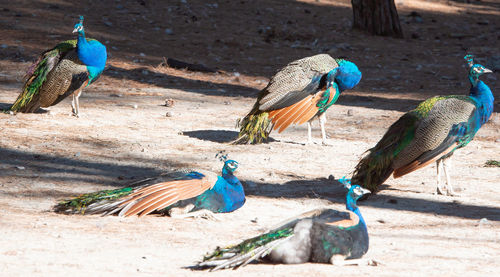 Wild colorful peacocks, little kittens in peacock forest plaka on kos greece