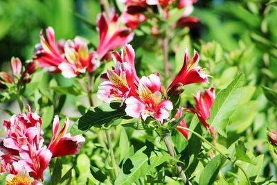 Close-up of pink flowers blooming outdoors