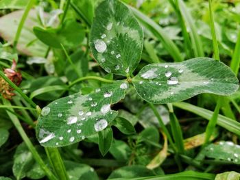 Close-up of wet plant leaves during rainy season