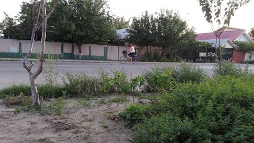 Boy riding bicycle by tree against sky