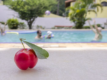 Close-up of cherries on tree by swimming pool