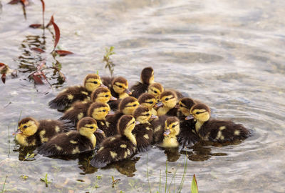 Birds in a lake