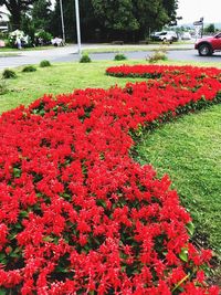 Red flowering plants in park