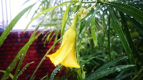 Close-up of yellow flowers