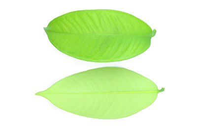 Close-up of green leaf against white background