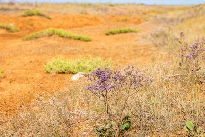 View of flowering plant on land