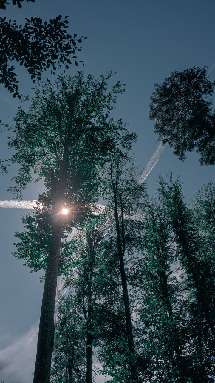 LOW ANGLE VIEW OF SUNLIGHT STREAMING THROUGH TREE AGAINST SKY